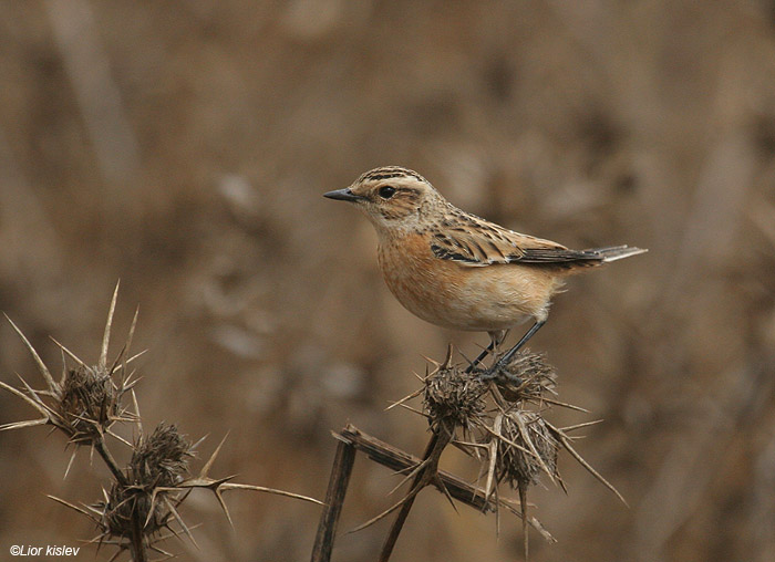        Whinchat Saxicola rubetra                        , , 2009.: 